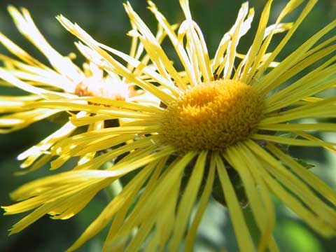 inula helenium